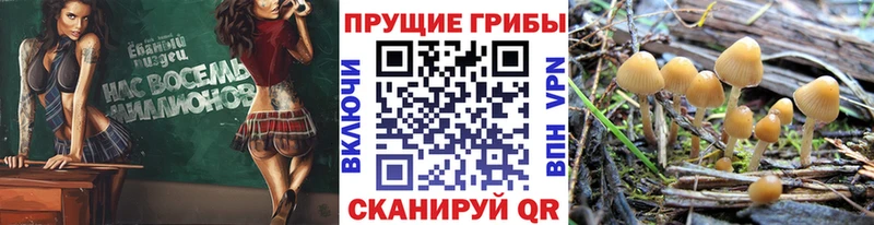 сколько стоит  Ахтырский  Псилоцибиновые грибы Magic Shrooms 